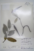 大錦蘭藏品圖，第1張