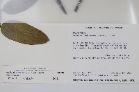 大錦蘭藏品圖，第2張