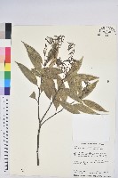 鋸葉長尾栲、白校欑藏品圖，第1張