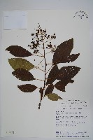 厚殼樹藏品圖，第1張