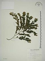 翼核木藏品圖，第1張