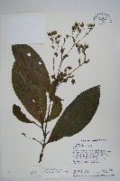 假酸漿藏品圖，第1張