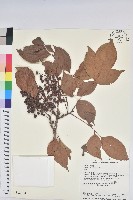 茄苳、重陽木藏品圖，第1張