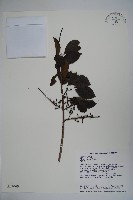 鐵冬青藏品圖，第1張