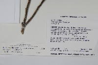 松田氏冬青藏品圖，第2張