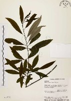 山胡椒藏品圖，第1張