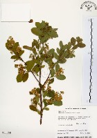 灰木藏品圖，第1張