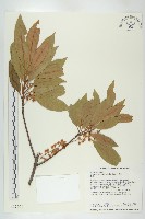 杜英、山杜英、蘭嶼杜英藏品圖，第1張