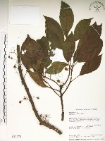 水冬瓜藏品圖，第1張