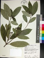 薄葉玉心花藏品圖，第1張