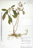 同蕊草、異色線柱苣苔藏品圖，第1張