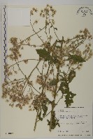 裂葉艾納香藏品圖，第1張