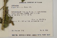 裂葉艾納香藏品圖，第2張