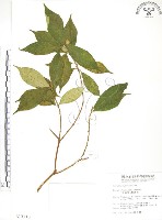 天仙果、臺灣榕藏品圖，第1張