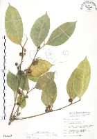 白肉榕、島榕藏品圖，第1張