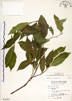 菲律賓榕藏品圖，第1張