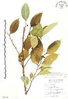 白肉榕、島榕藏品圖，第1張