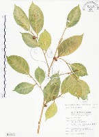 白肉榕藏品圖，第1張