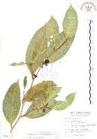 白肉榕、島榕藏品圖，第1張