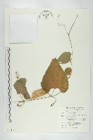 王瓜藏品圖，第1張