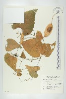 王瓜藏品圖，第1張