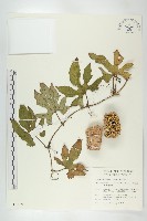 槭葉括樓藏品圖，第1張