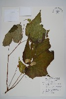 水鴨腳藏品圖，第1張