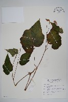 水鴨腳藏品圖，第1張