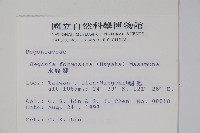 水鴨腳藏品圖，第2張