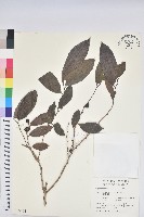 刺杜密藏品圖，第1張