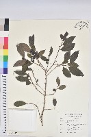 刺杜密藏品圖，第1張