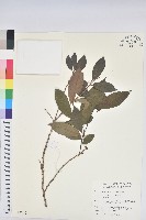 刺杜密藏品圖，第1張