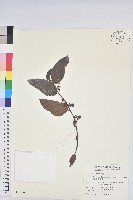 錫蘭饅頭果，香港饅頭果，大葉饅頭果，香港算盤子藏品圖，第1張