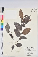 錫蘭饅頭果，香港饅頭果，大葉饅頭果，香港算盤子藏品圖，第1張