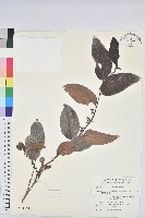 錫蘭饅頭果，香港饅頭果，大葉饅頭果，香港算盤子藏品圖，第1張