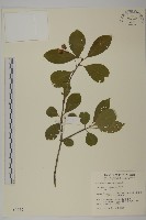 厚葉衛矛, 源一木藏品圖，第1張