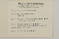 厚葉衛矛, 源一木藏品圖，第2張