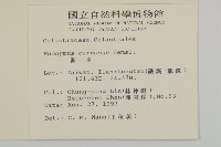 厚葉衛矛, 源一木藏品圖，第2張