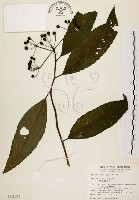 黑星紫金牛藏品圖，第1張