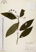 黑星紫金牛藏品圖，第1張