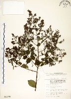 九芎藏品圖，第1張