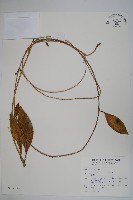 毬蘭藏品圖，第1張