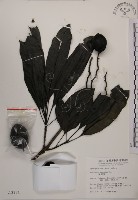 海檬果藏品圖，第1張