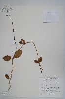 毬蘭藏品圖，第1張