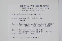 毬蘭藏品圖，第2張