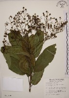 大青藏品圖，第1張