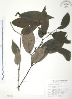風藤藏品圖，第1張