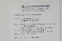 半邊蓮、鐮磨仔草藏品圖，第2張