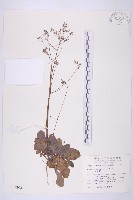黃鵪菜藏品圖，第1張