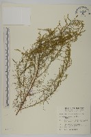 茵蔯蒿藏品圖，第1張